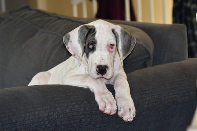 Moment Great Dane Owner Realizes He Won't Protect Them From Intruders