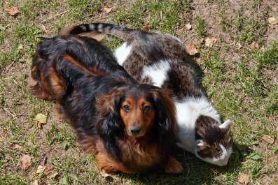 Feral Kitten 'Living His Best Life' After Running Away With Dachshund