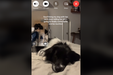 Watch Moment Rescue Dog FaceTimes Birth Mom to Reveal Life-Changing News