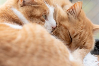 Hearts Melt at Two Cats' Sleepy 'Convos' While Falling Asleep Together