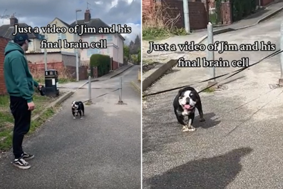 Watch Moment Bulldog Loses 'Final Brain Cell' Getting Caught in Own Leash