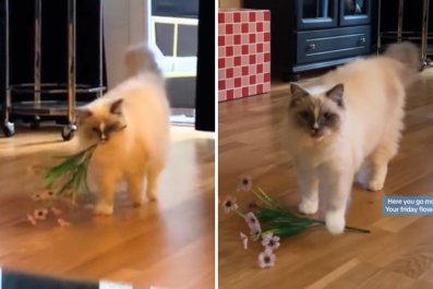 Woman Doesn't 'Need a Man' as Cat Brings Her Fresh Flowers Every Day