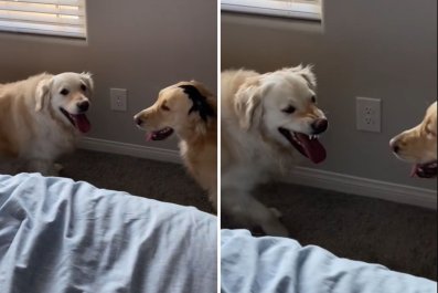 Moment Woman Realized Golden Retriever Was Only 'Pretending' to Be Nice