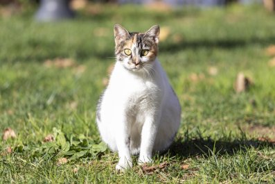 Stray Pregnant Cat Approaches Woman's Car, so She Decides To Take Action