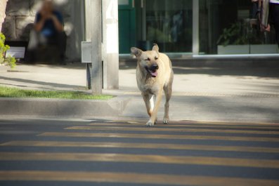 Shock at Way Labradoodle Has Been Trained to Cross Street Alone