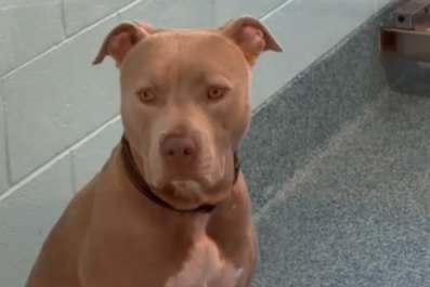 Face of Dog Who 'Struggles To Make Human Friends' After 785 Days in Shelter