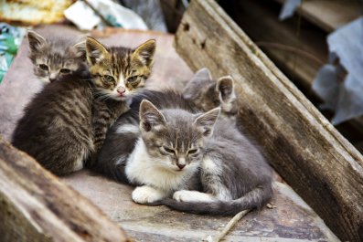 Four Kittens Rescued From 'Rotting Pile of Junk' Reach Emotional Milestone