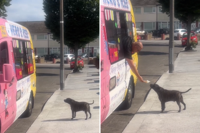 Dog Runs for Ice Cream Every Time He Hears Van, Patiently 'Waits in Line'