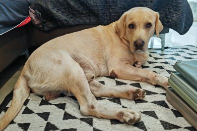 Laughter at Labrador's Effort To Move 'Unbothered Brat' Sibling off His Bed