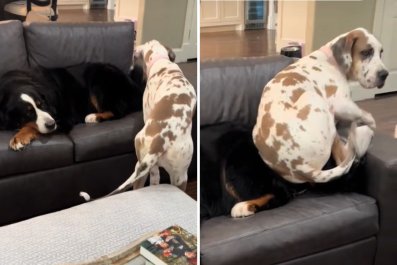 Great Dane Puppy 'Completely Unaware' of Size Tries to Squeeze onto Couch