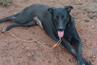 Dog Who Has Been in Shelter Since She Was Puppy Goes on 'First Walk Ever'