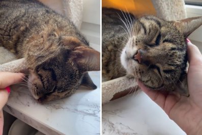 Owner Fears Senior Cat Is Dead, Can't Believe What Happens Next