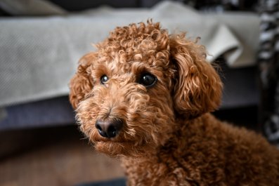 Dog Demanding Dinner Through 'Pretend Barking' Has Internet in Stitches