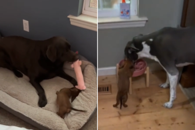 Watch As Tiny Dachshund Convinced He's a Big Dogâ'Isn't Scared of Anything'