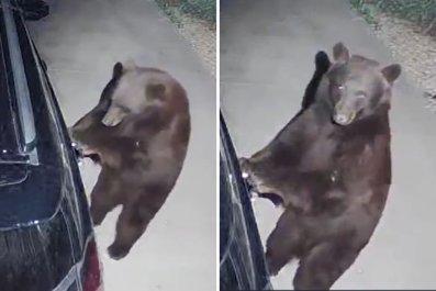 Moment Bear Tries to Break Into Car Using the Door Handle Caught on Camera