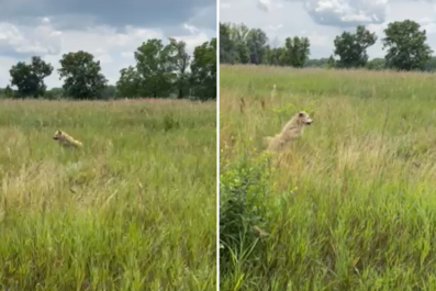 Terrier That Does Hilarious 'Dance' to Catch Rabbits Wins Pet of the Week