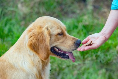 Hysterics at Dog's 'Betrayed' Look After Noticing Crunch in Ham Slice