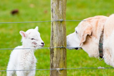 Lamb Raised by Dogs Proves She's One of the Family in Heartwarming Video