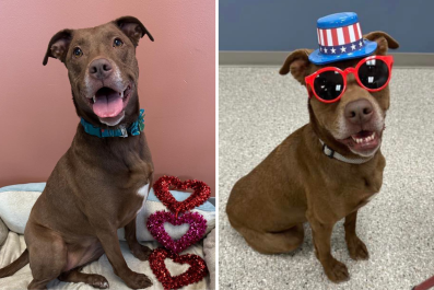 Face of Dog Who Spent 824 Days in Shelter After Being Adopted: 'That Smile'