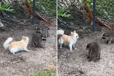 3 Baby Raccoons Wander Into Woman's Yard, Chihuahua Instantly Makes Friends