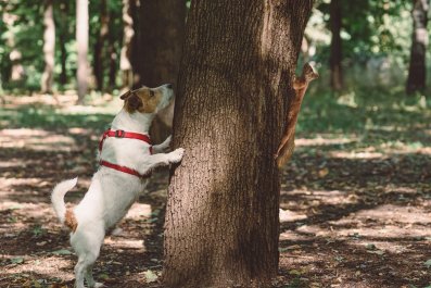 Laughter as Dog Trying to Catch Squirrel Is Outsmarted at Every Turn