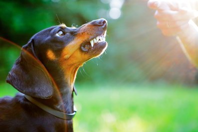 Tiny Dachshund Hilariously 'Forgets' His Size as Squares up to Big Dog