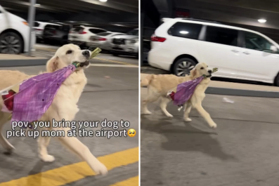 Woman Arrives at AirportâGolden Retriever Is There To Meet Her With Flowers