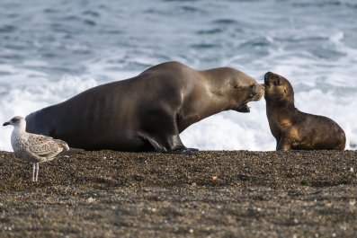 Tears at Footage of Mama Seal's Sweet Gesture to Her Pup: 'I Could Cry'