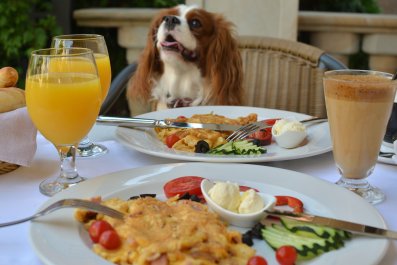 Laughter at Moment Dog Realizes She's Made Huge Mistake at Owner's Dinner