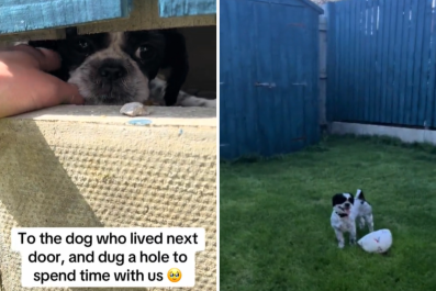 Dog About To Be Given Away Digs Hole To Be With NeighborsâThey Take Action