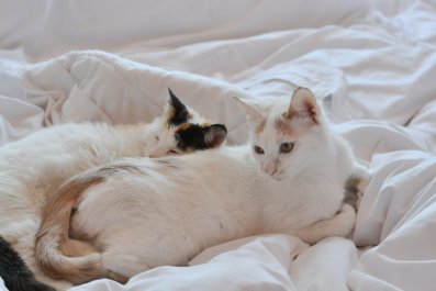 Siberian Cats' Total Disregard for Owner's 'Fresh Sheets' Causes Hysterics