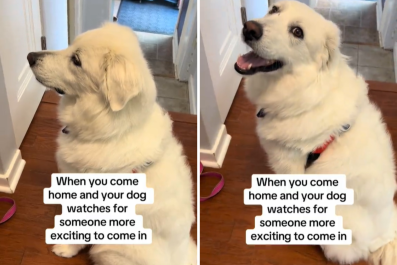 Great Pyrenees Has The Most Unenthusiastic Reaction To Mom Coming Home