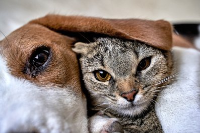 Moment Kitten Hiding by Garbage Can 'Chose' Passing Dog to Be Her Savior