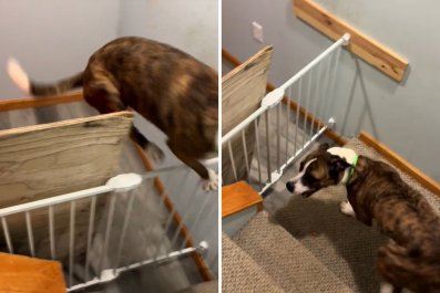 Woman Works Out How Rescue Dog Was Getting Over Gateâand Getting Wall Dirty