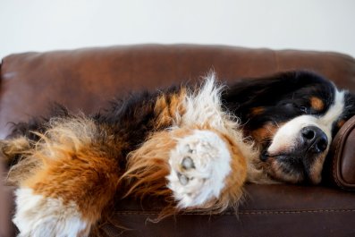 Saint Bernard Puppy Makes Feelings About 'No Sofa Rule' Abundantly Clear