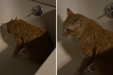 Owner Goes Away for a Few Days, Cat Reacts in the Most 'Dramatic' Way Ever