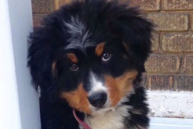 Man Films Bernese Mountain Dog Every Week Growing From Puppy to a Year Old