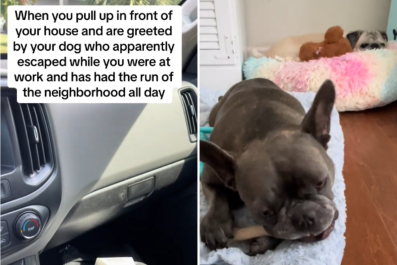 Man Arrives Home From Work, Shocked at What Her Dog's Been Doing All Day