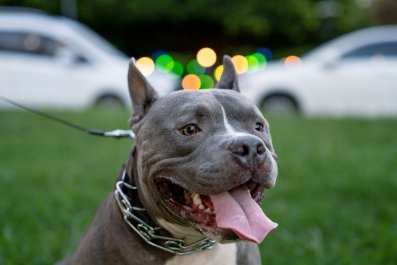 Moment Dog Hears Ice Cream Truck Approaching: 'Favourite Day Of The Week'