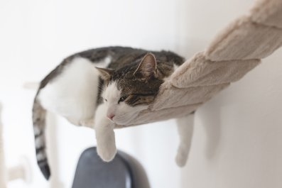 Owner Installs New Hammock for Cat, but There's a Problem