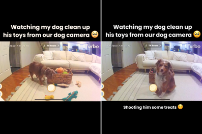 Dog Caught Tidying Up Own Toys on Pet Cam Applauded: 'Better Than My Child'