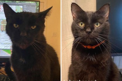 Before and After of Rescue Cat Is Proof Being Loved Transforms You