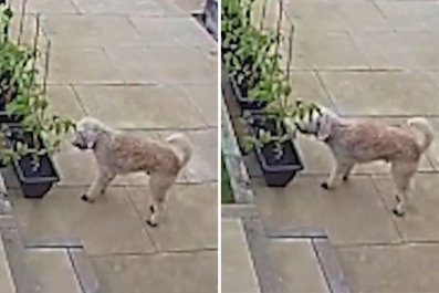 CCTV Captures Dog Seizing His Moment With Tomatoes When Owner 'Not Looking'