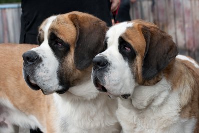 Saint Bernards' Owner Has A Picnic, Chaos Ensues After Dogs Hear 'Cheese'