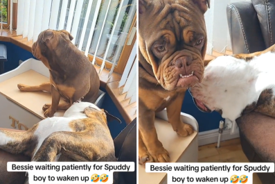 Dog 'Patiently' Waiting for Sibling to Wake Up and Play Melts Hearts