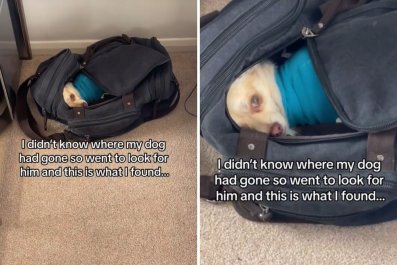 Owner Looking for Dog Finds Him in the Most Unexpected Place: 'Yesâ¦And?'