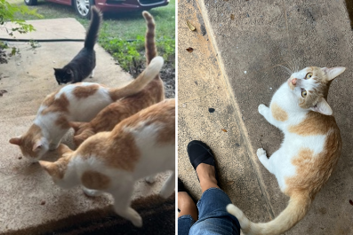 Man Feeds Stray Cat Once, Now He Has a Problem: 'Excuse Me'