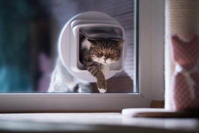 Random Stray Decides To Move Into Woman's House, Her Cat Is Not Happy