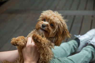 Dog Needs To Hold Mom's Hand for Moral Support as 'Strange Man' Does DIY