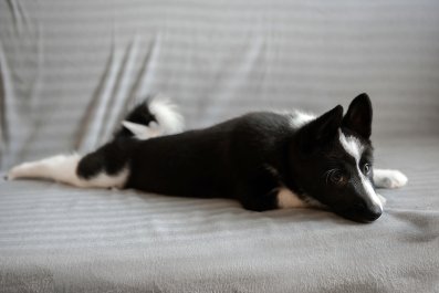 Hysterics as Man Realizes He's Being 'Bullied' by His Border Collie